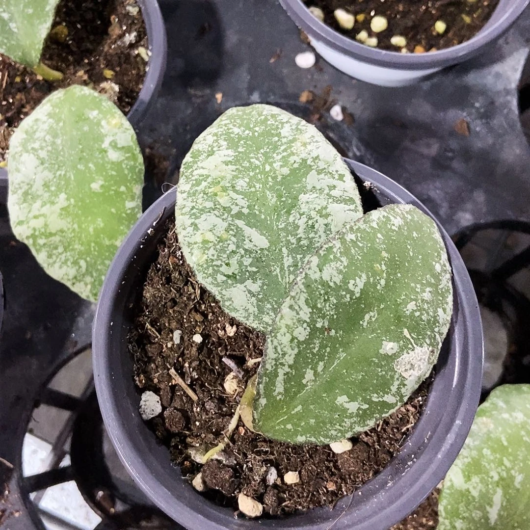 完全开放高斑威曼尼