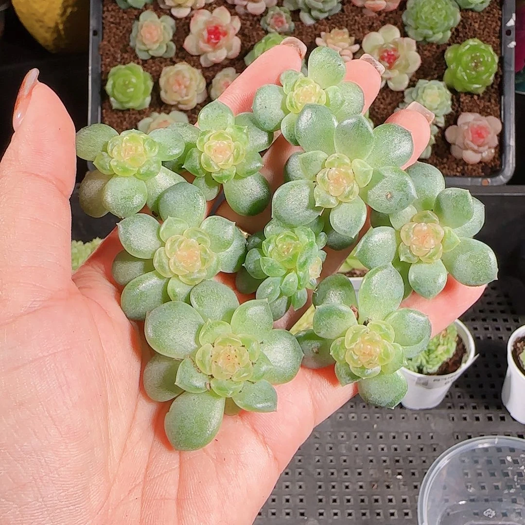 1023-71流莹任意发一物一拍
