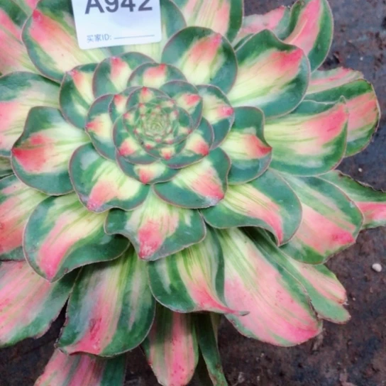 塔**姐暴君942号法师多肉植物