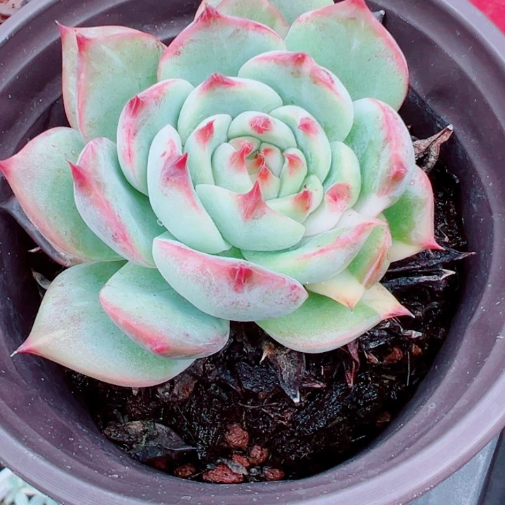吉娃娃锦多肉植物多肉