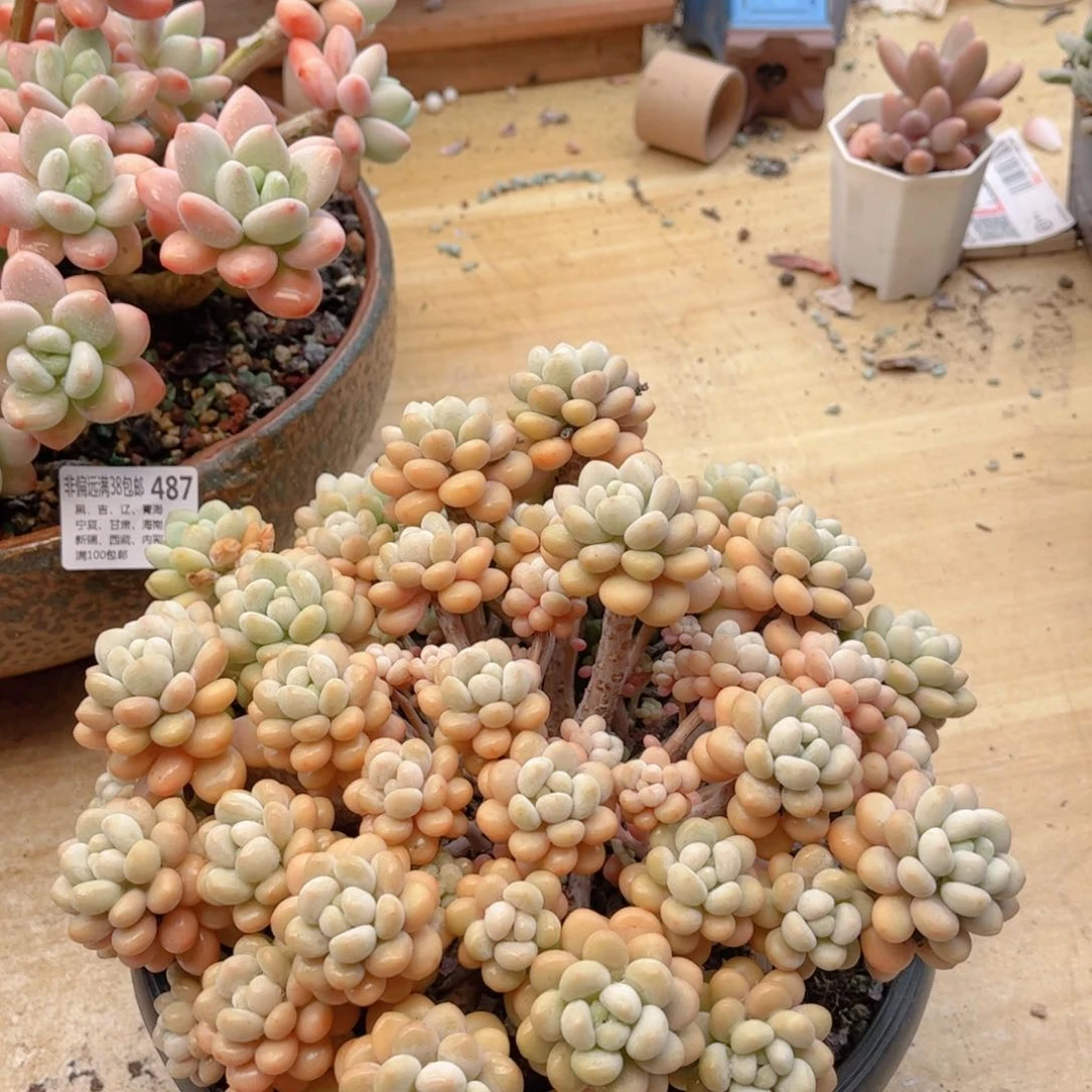 488达芙妮德华多肉