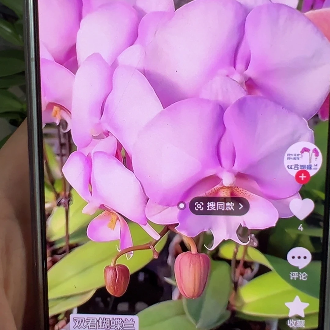 当前无花栽培后可以开花台湾梦幻婚礼带剑，凑单发货