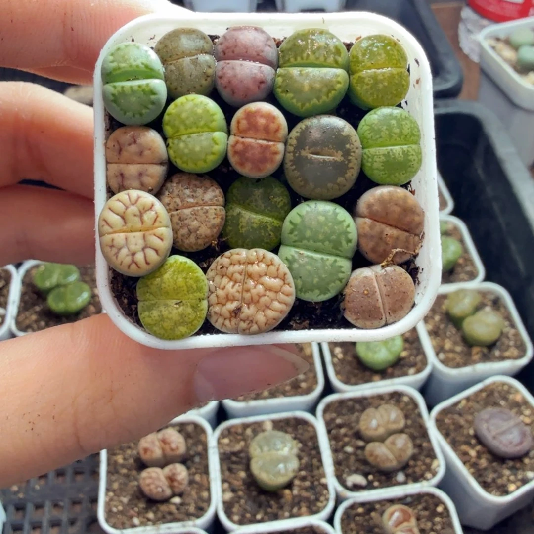 多肉植物的生长发育和917