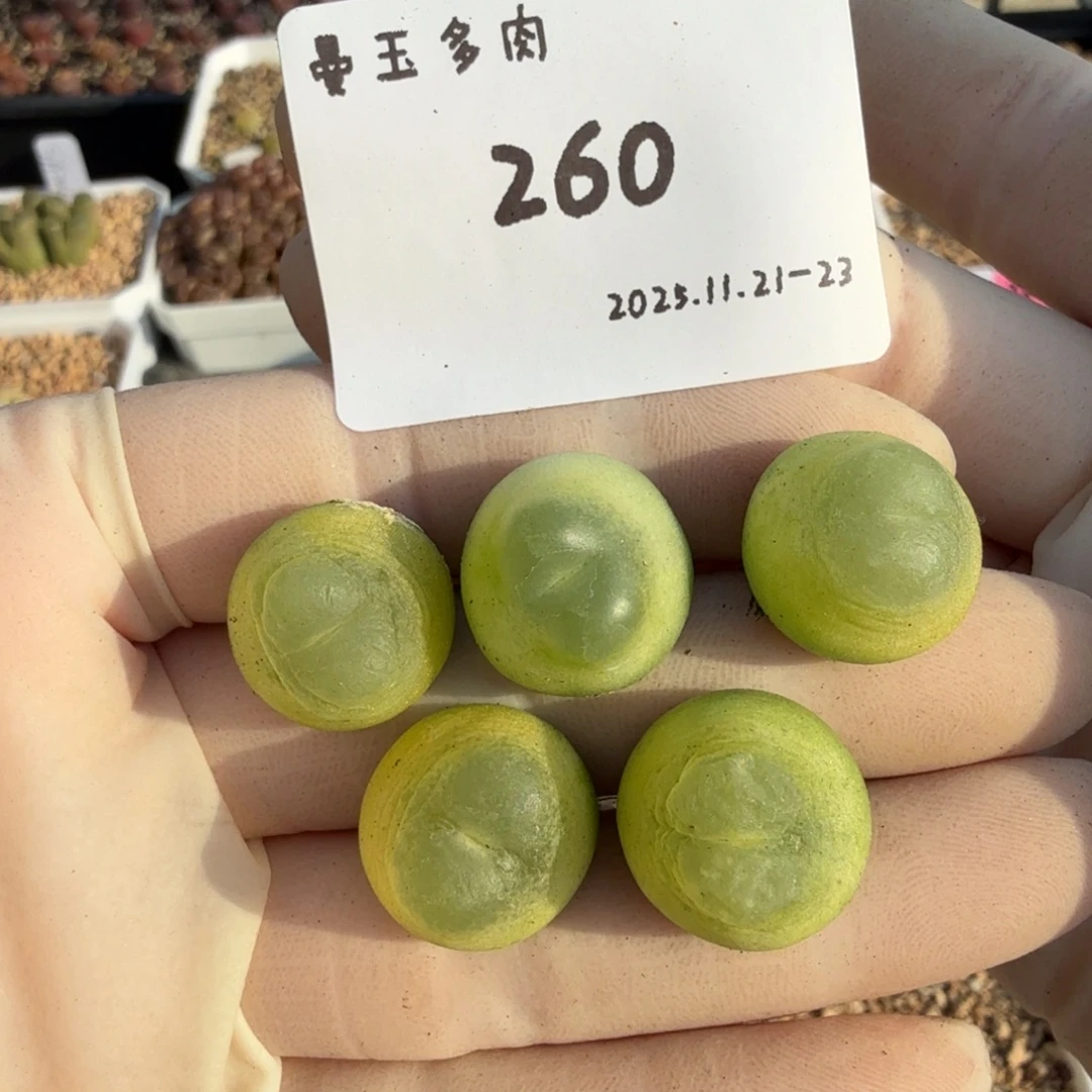 多肉多肉多肉11-260 5颗1.5➕