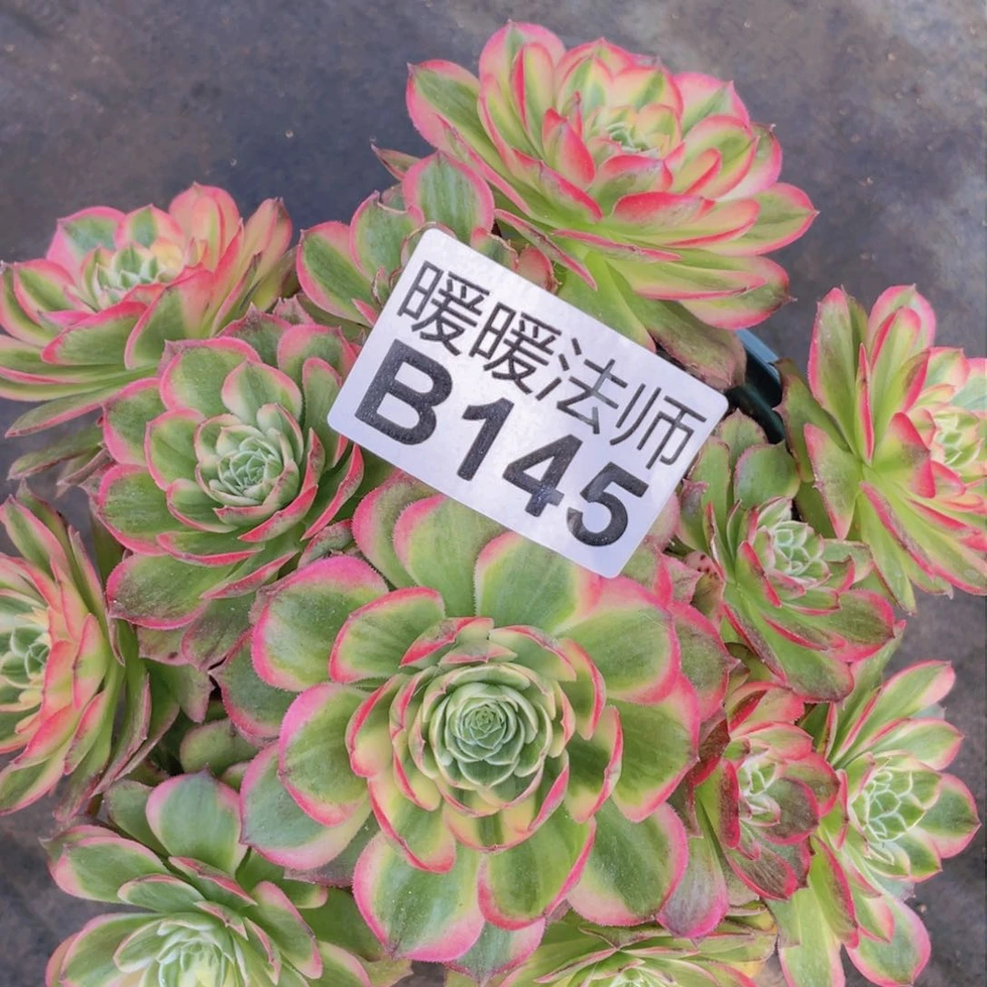 紫砂茶杯H****.145海王哥哥哥哥哥哥