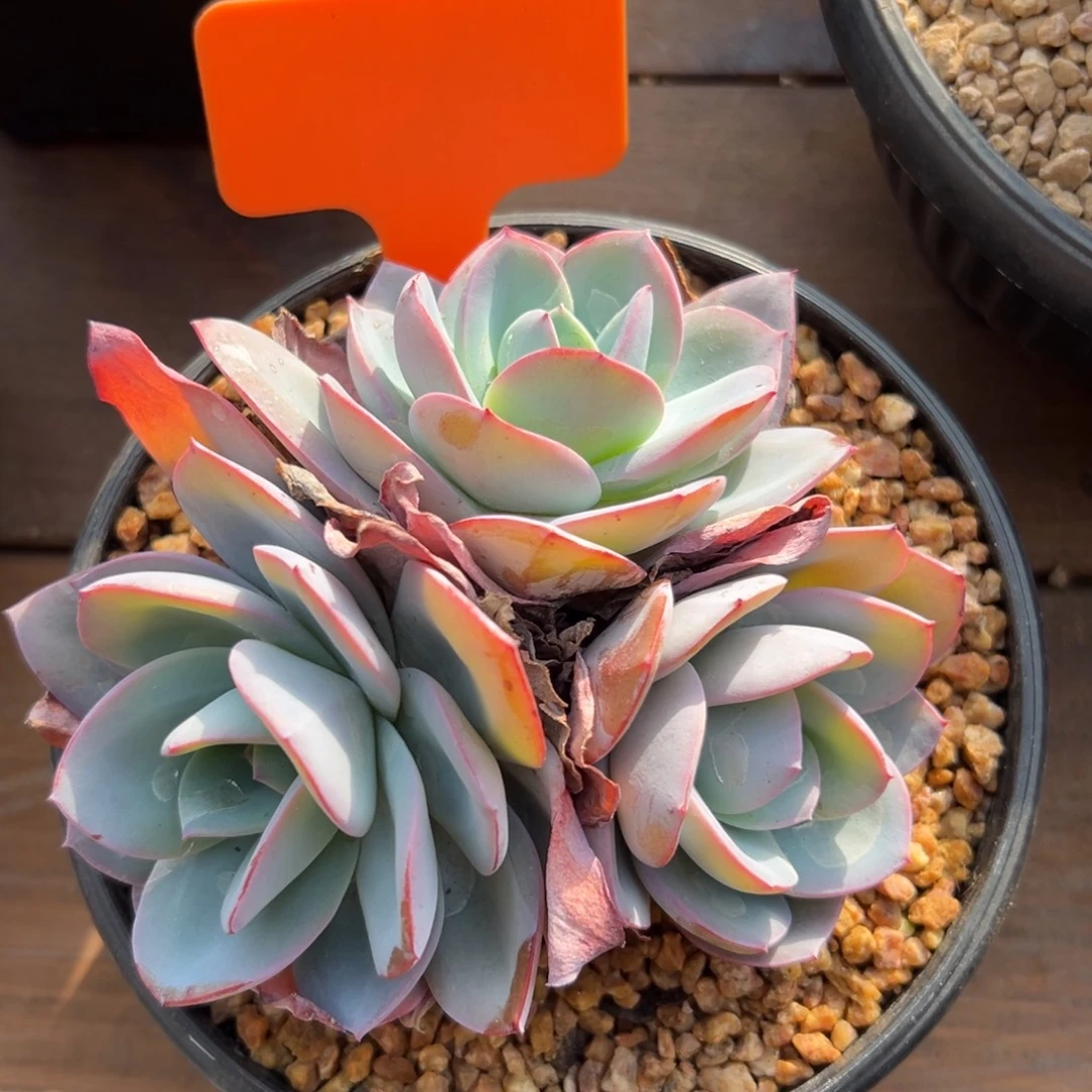 布鲁蓝11111111111111