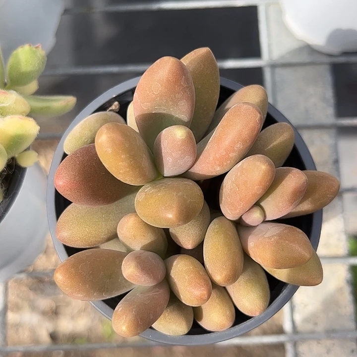 糖果美人多肉植物