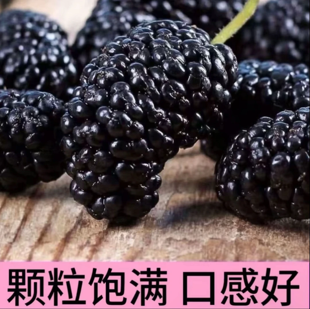 【众鑫源百货】桑葚干 四川道地 水洗品质可直接食用 好颗粒