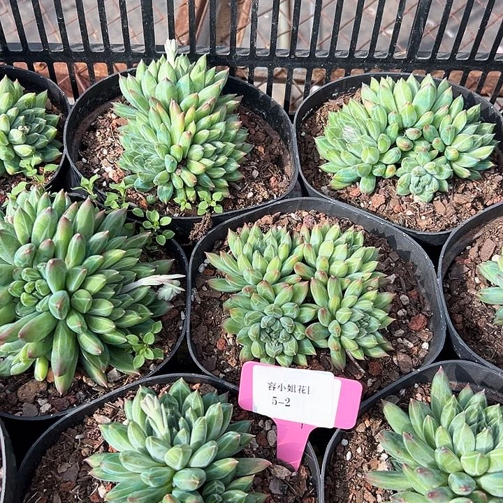 5.2幻影美人一个脱土