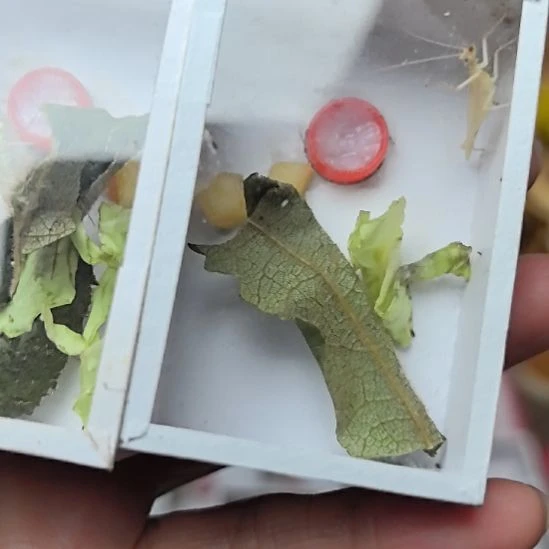 蟋蟀丽树蟋二只漂亮合适