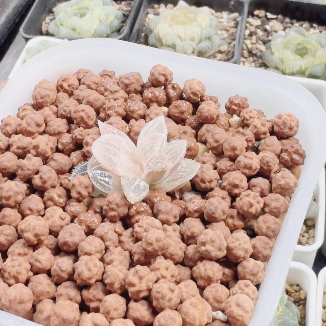 无花朵十二卷糊班氷砂糖锦