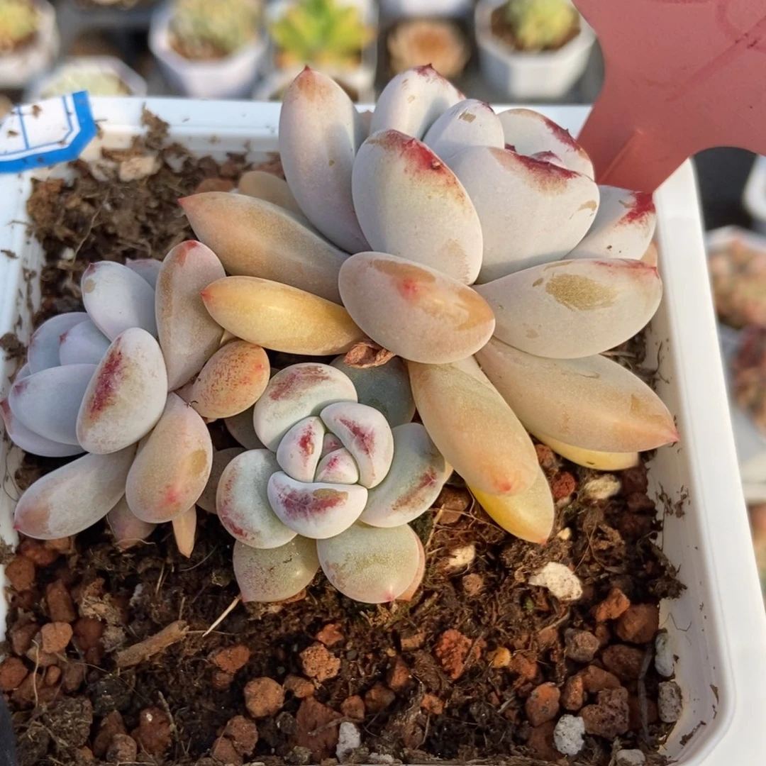 654星星雪多肉植物保护