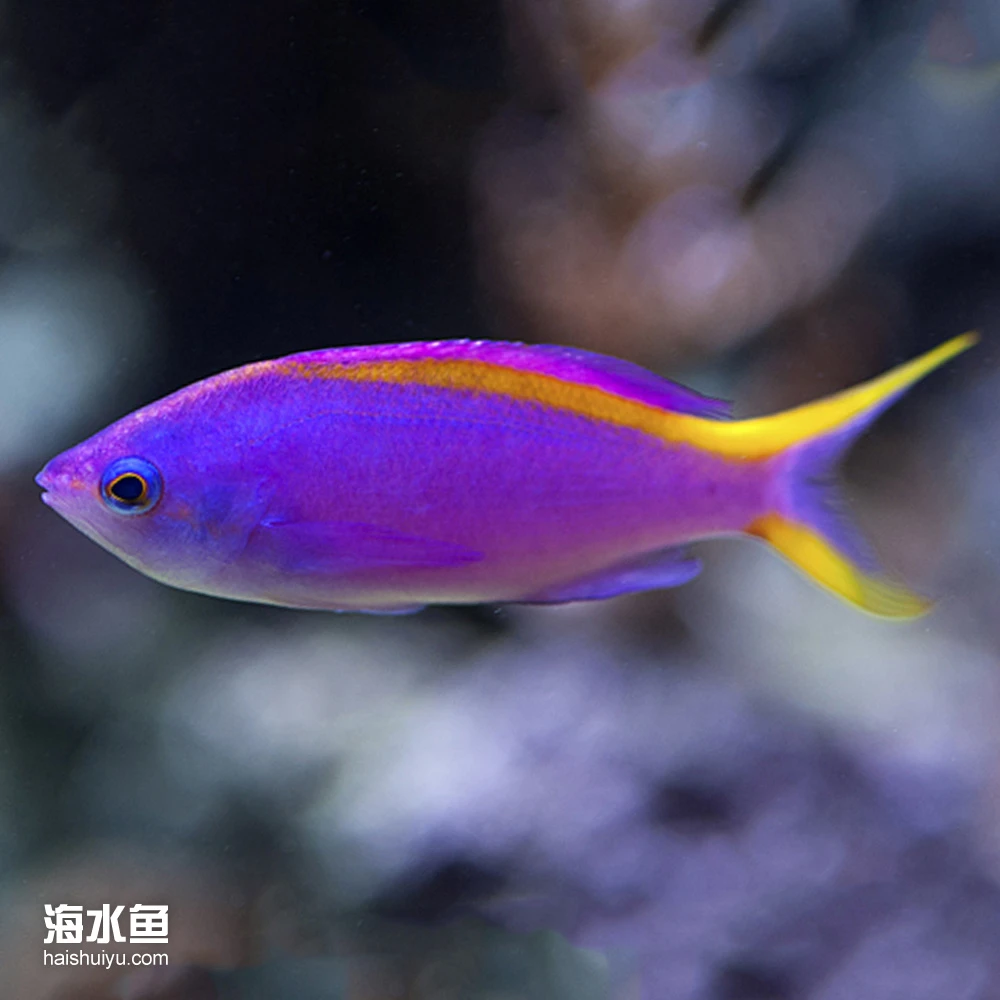 金背紫后 母(海金鱼) 海水观赏鱼