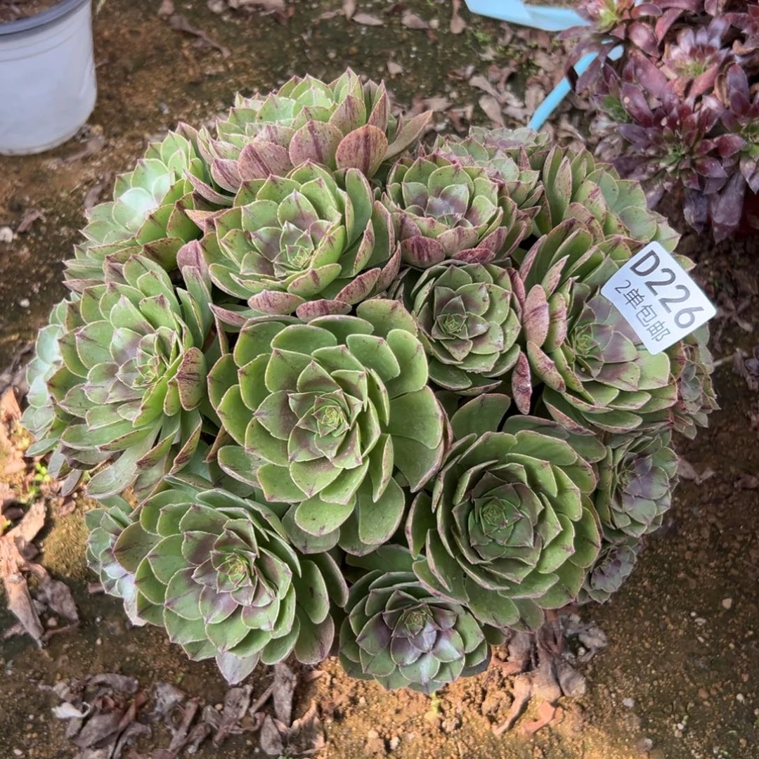 226多肉  万拉丝不包断头