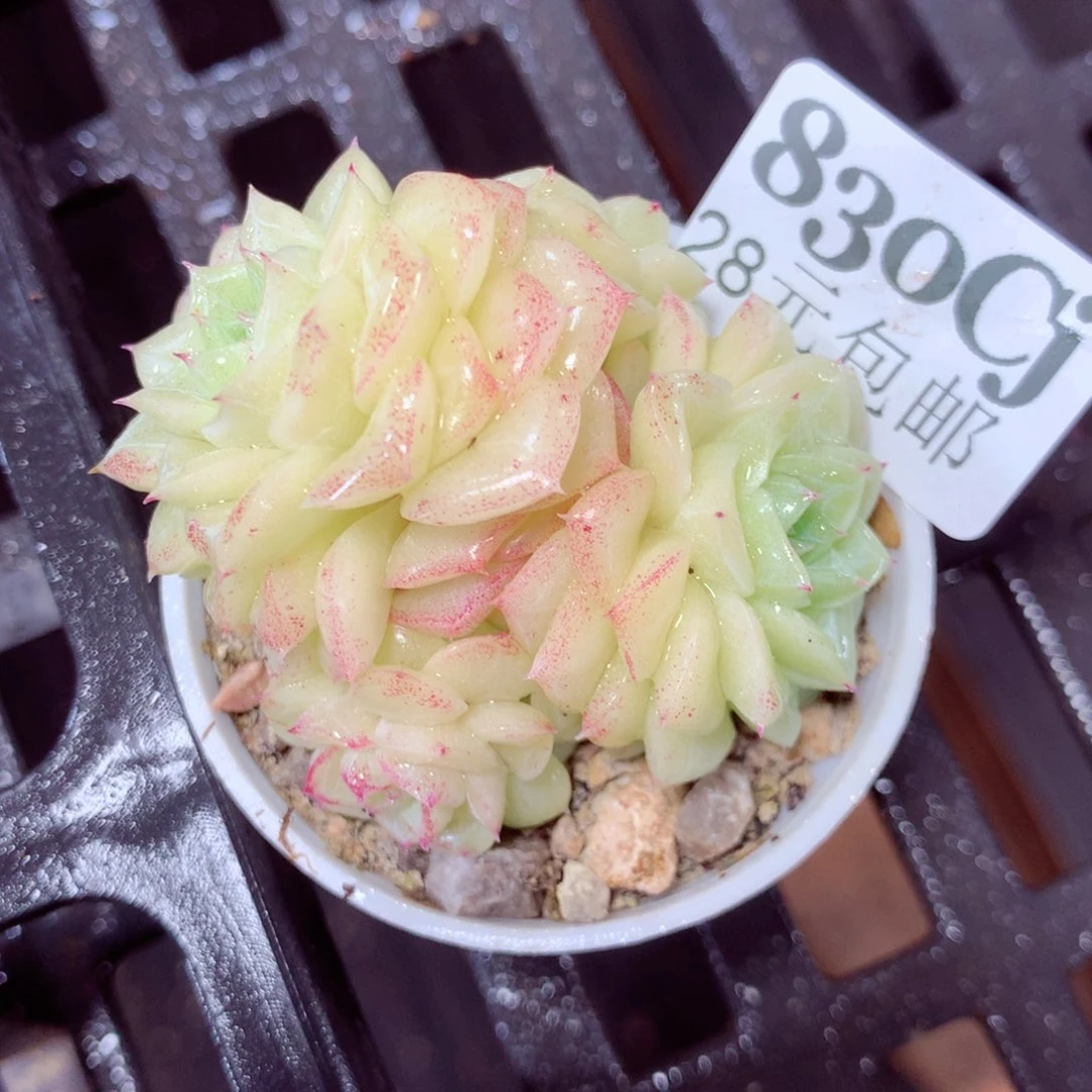 5厘米盆精控多肉830