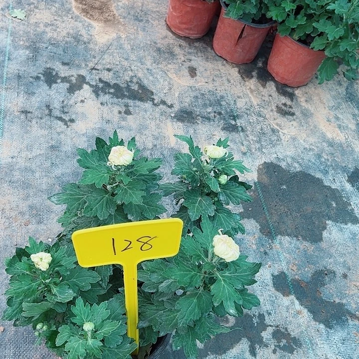 完全开放128号粉天鹅