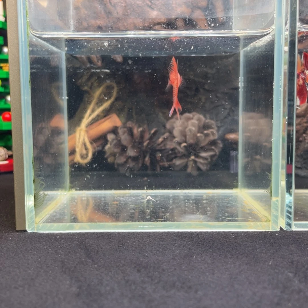 斗鱼十二月二十一日竞价