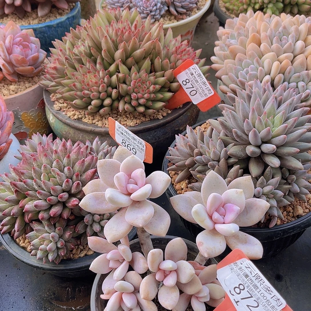 872桃霜多肉植物