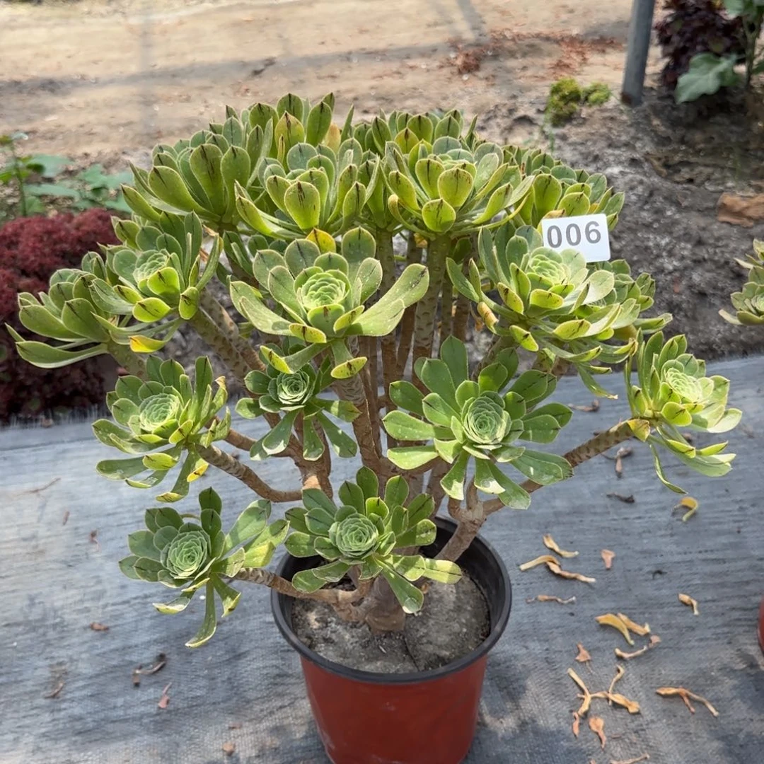 006多肉植物绿法