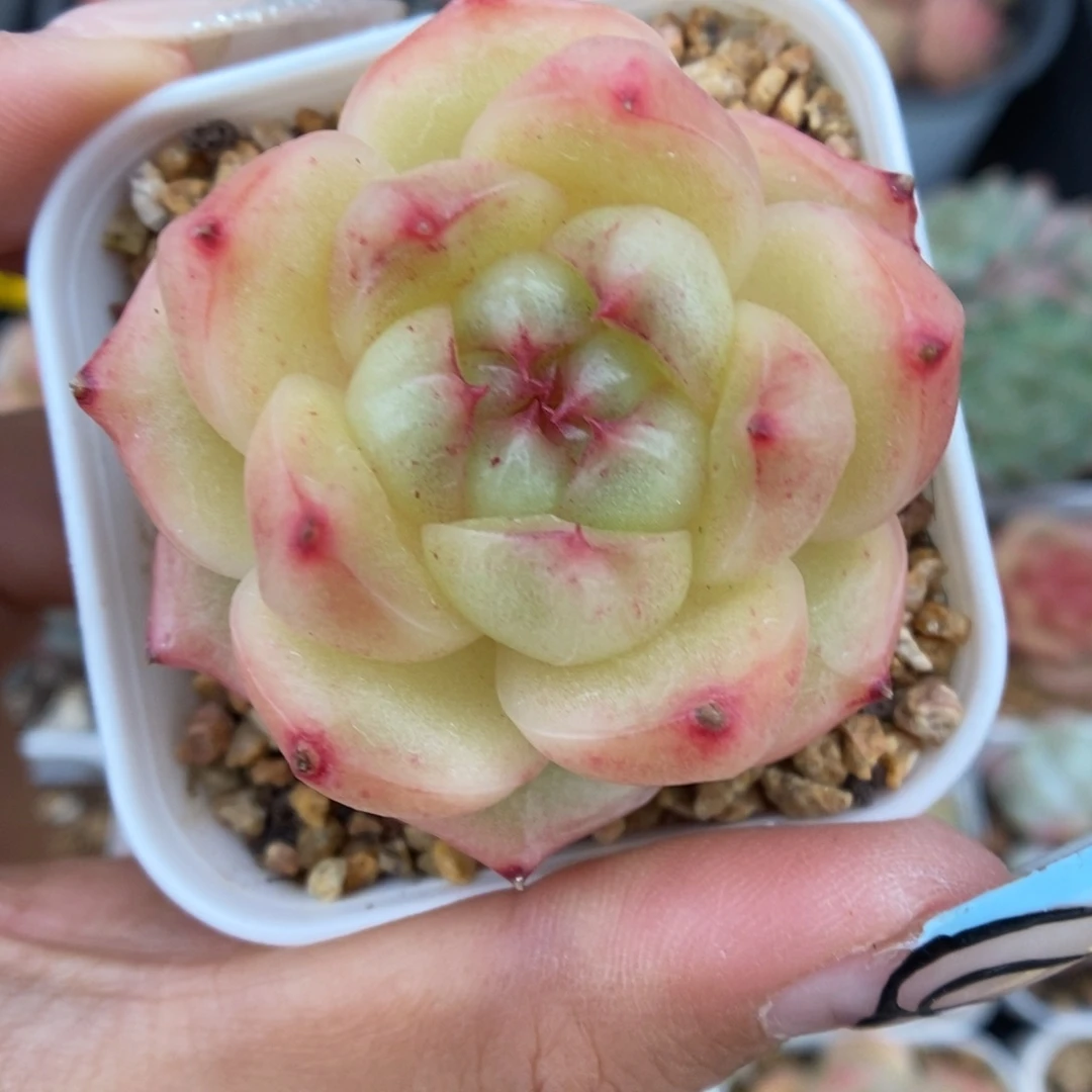 油透珍妮可拍679号