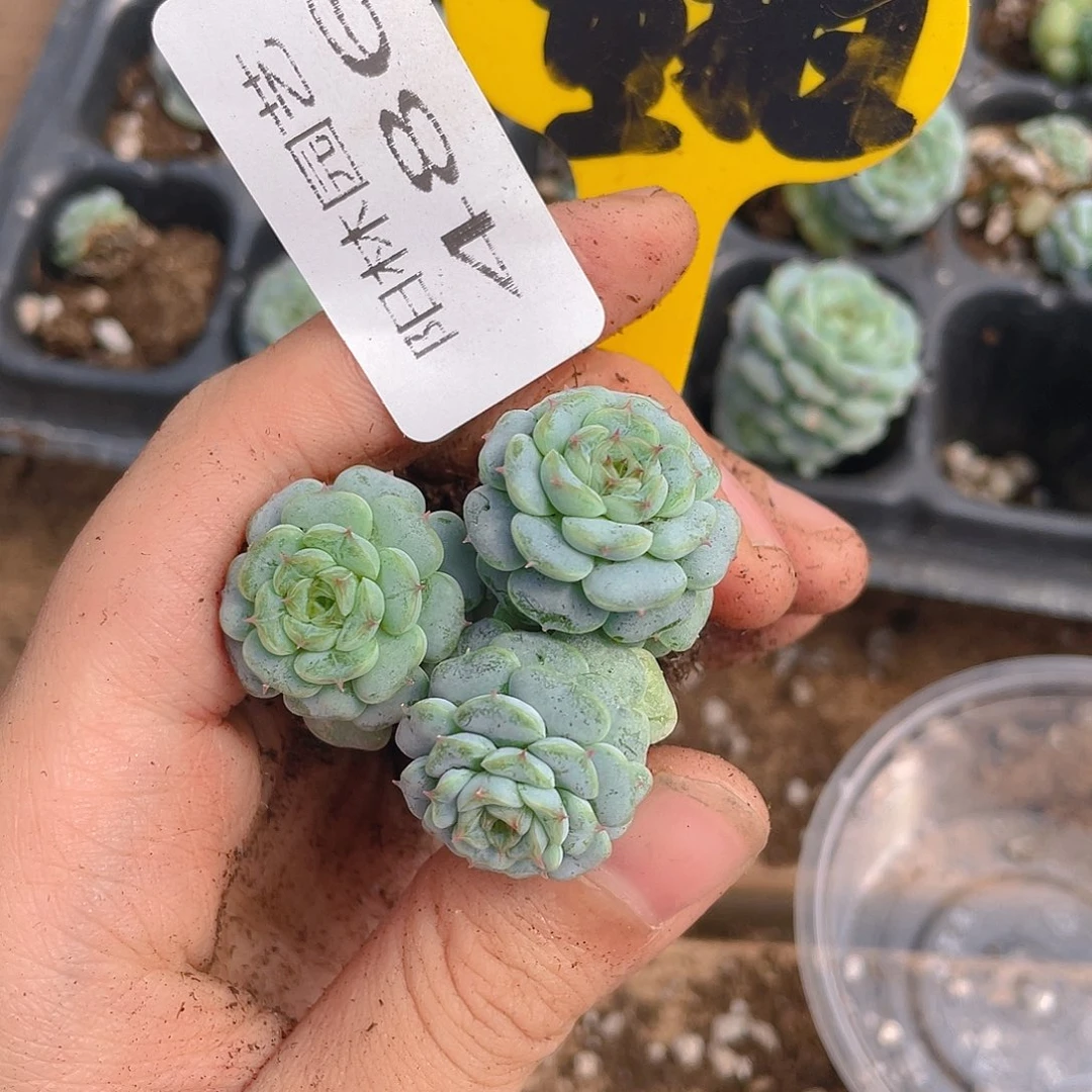 量拍多肉植物多肉植物486