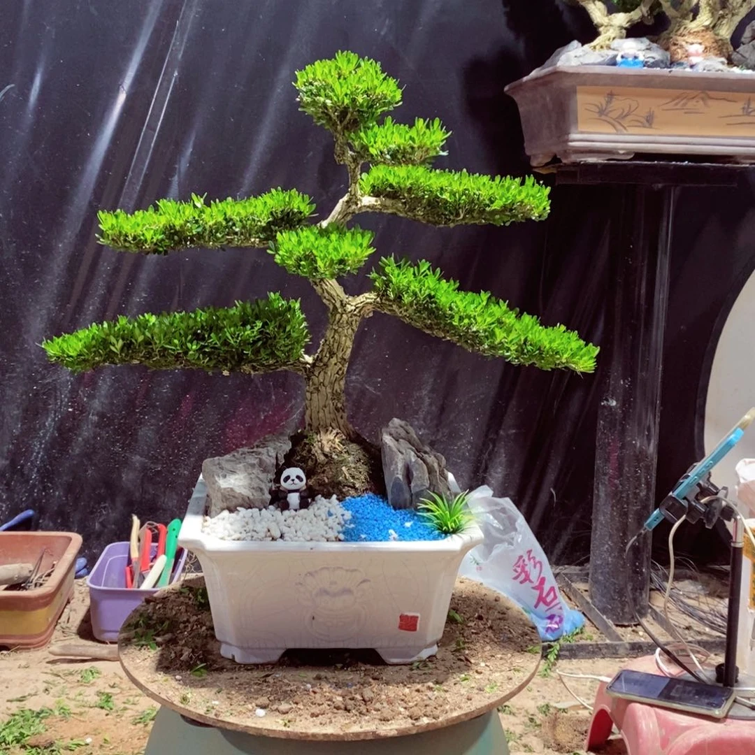 无花朵福****了黄杨盆景园林