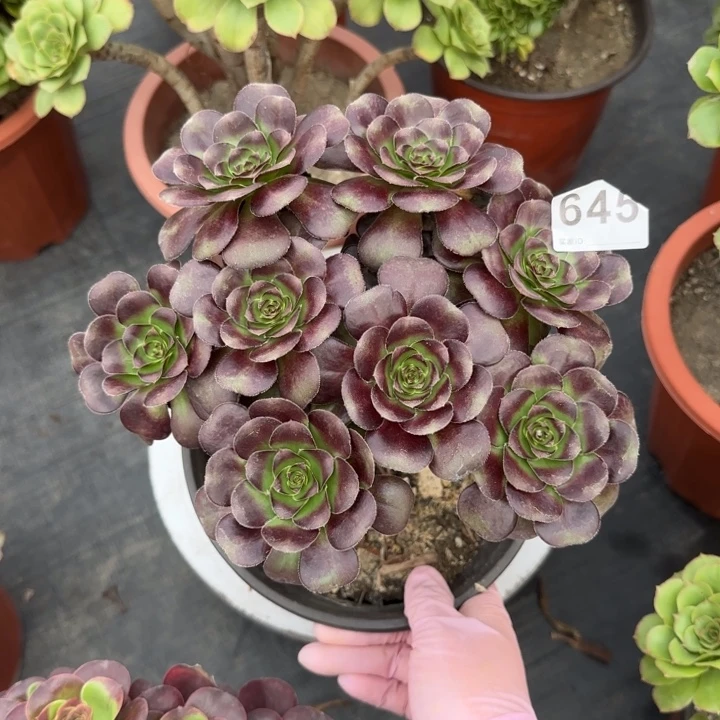 蜜****多肉植物提取技术645