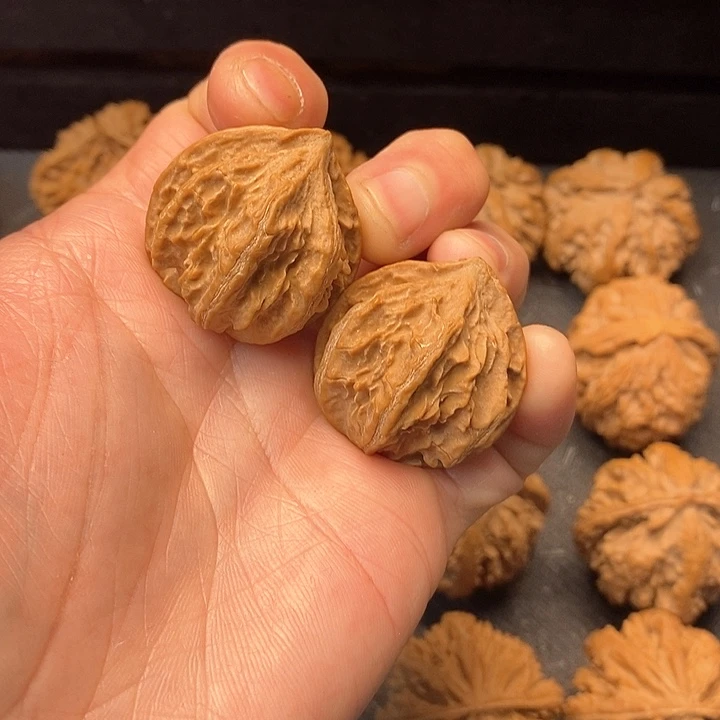 我是一只小小鸟的小猫