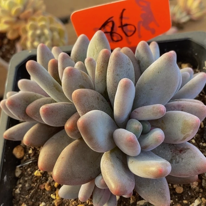 这么大个人都有女朋友