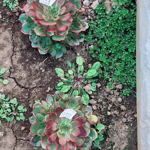 丽3.9-30.31.粉花妖多肉植物2