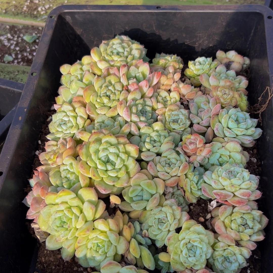 294的人了还不知道什么时候才