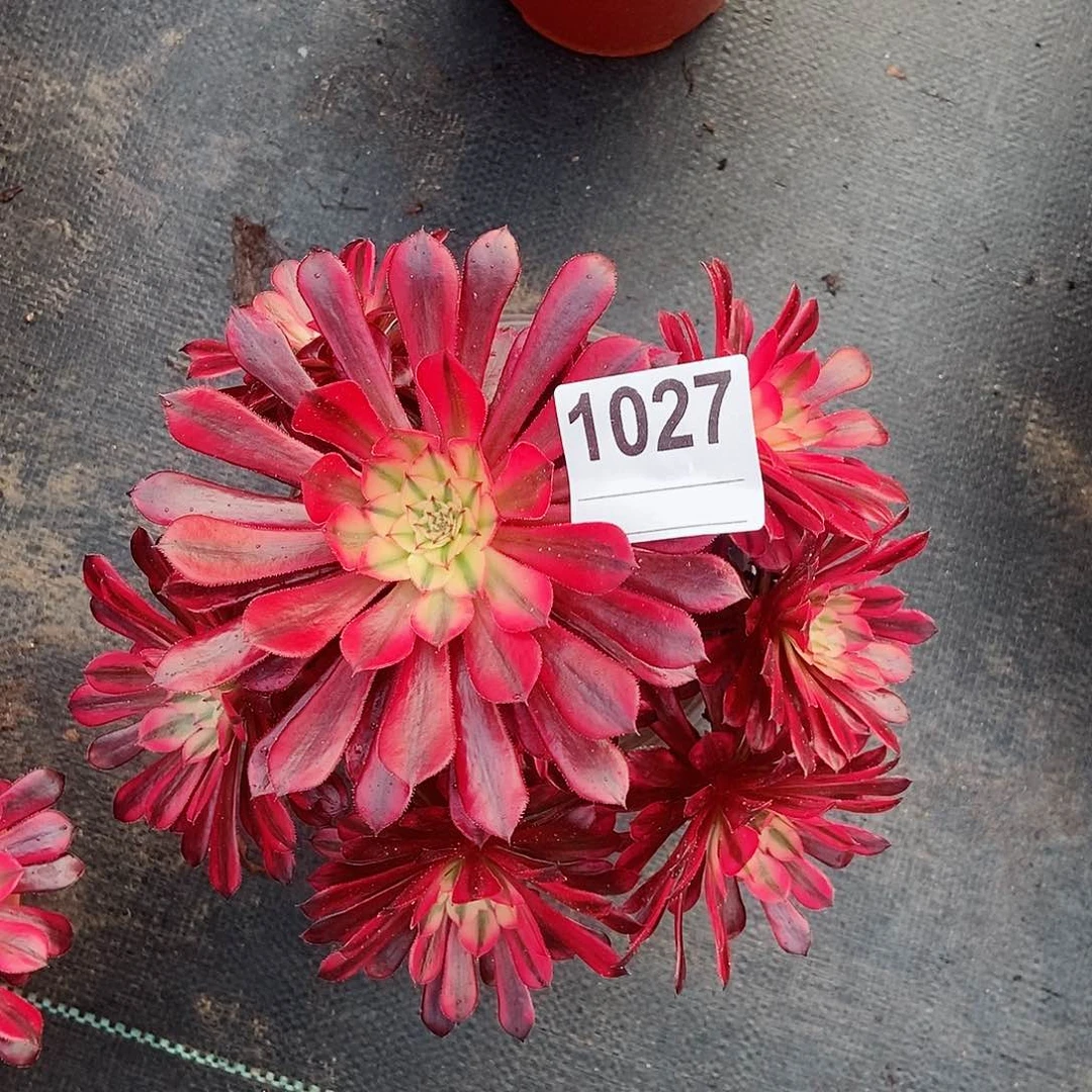 红陶1027黑铜白3多肉小颗