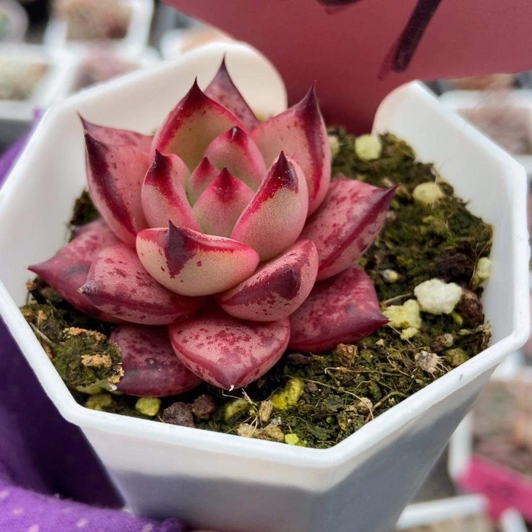 839罗宾多肉植物多肉