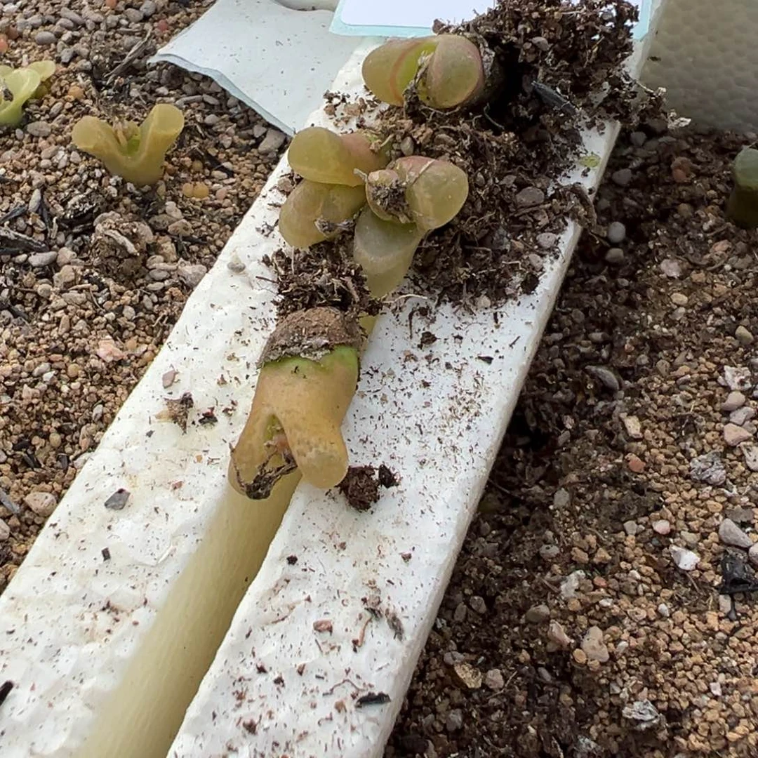 15-152量拍冰风铃杂佛度一颗