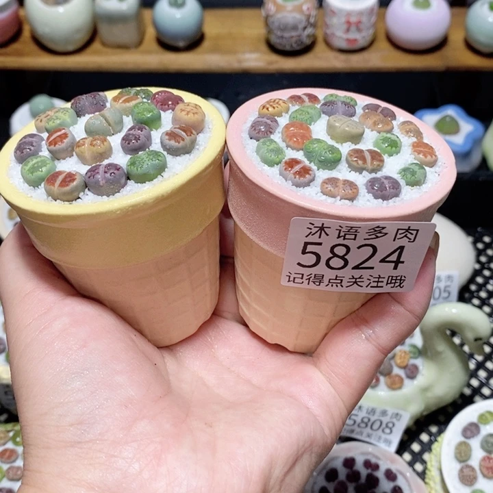 带盆土植物 一物一拍5824