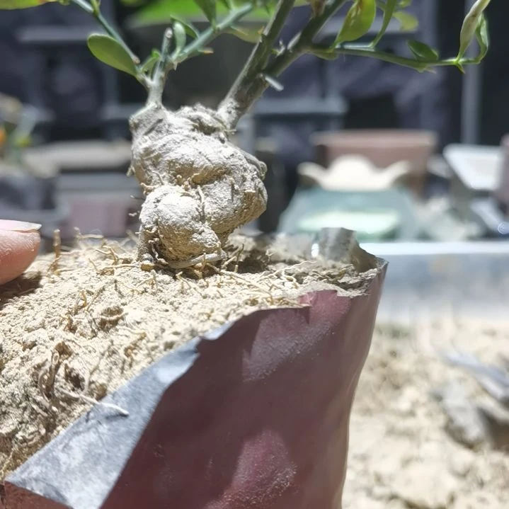 叶***训完全开放金豆小橘子绿植的