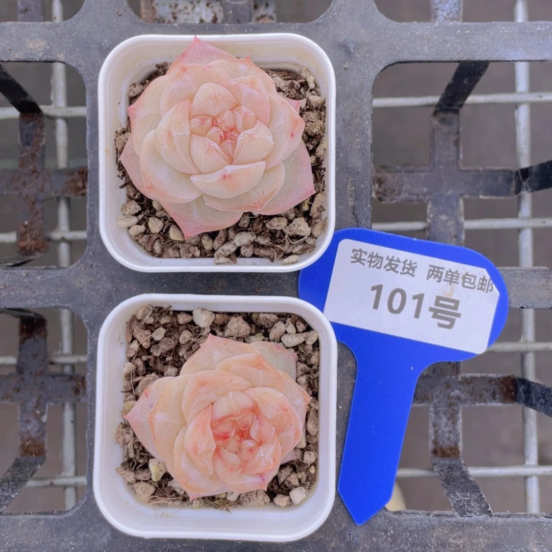 101号粉钻单头两个