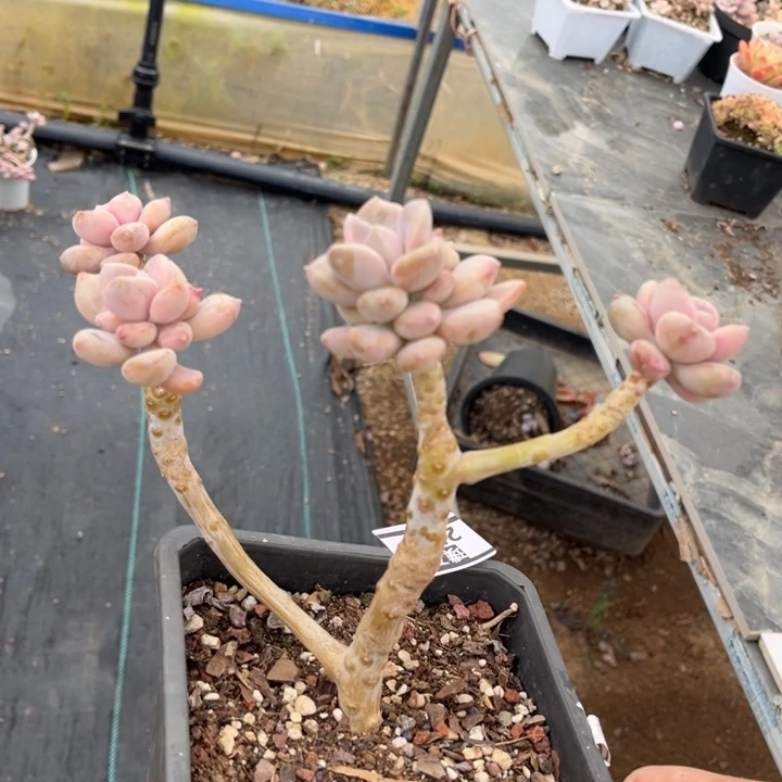 手指美人2335多肉植物