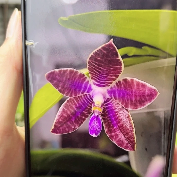 完全开放黑路德-999999