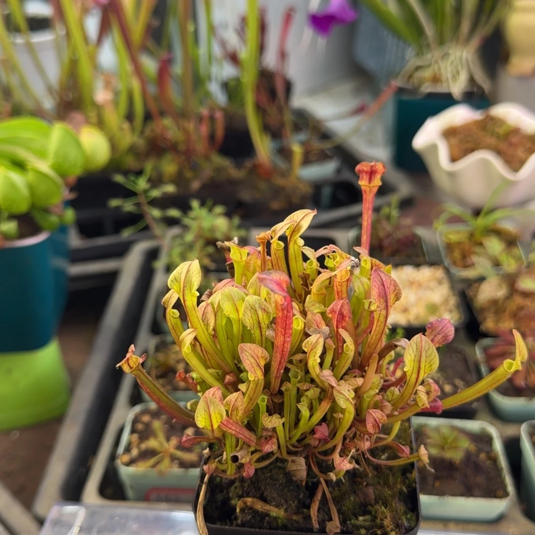 完全开放超级华丽黄