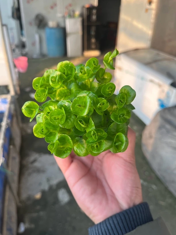 【绿金钱】懒人水草鱼缸造景装饰养鱼养草基地直发水草