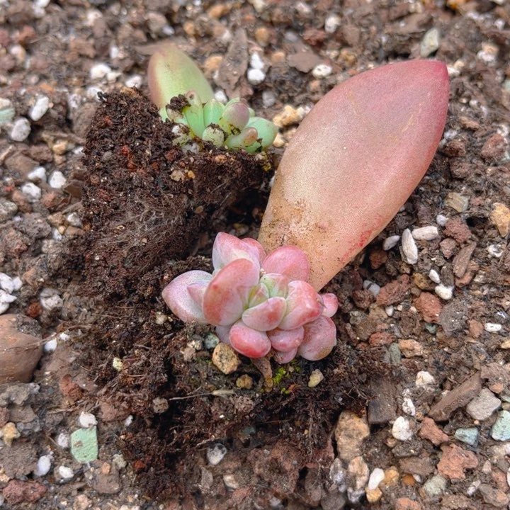 浅**风玖柒多肉植物苗