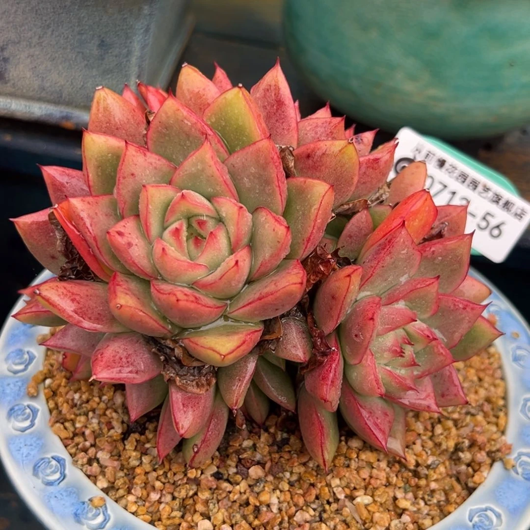 从前慢多肉精选编号0713.56