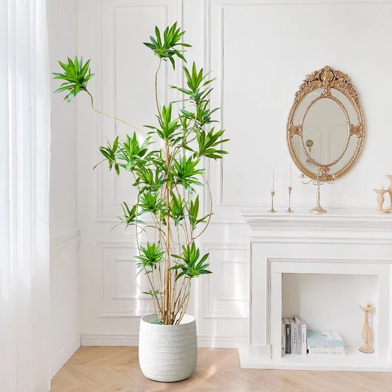 百合竹绿植室内软装必备一物一拍盆栽造型百合竹绿植大型室内