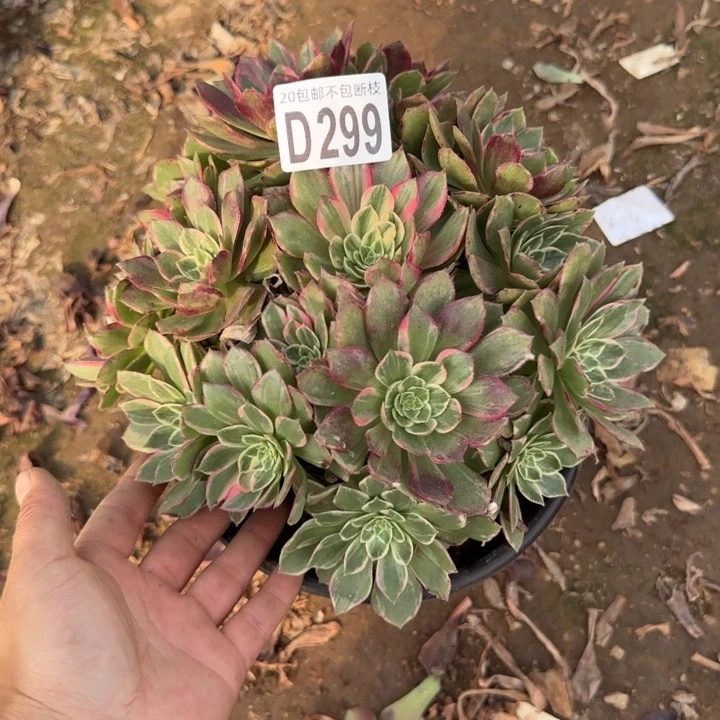 莲花……多肉植物……