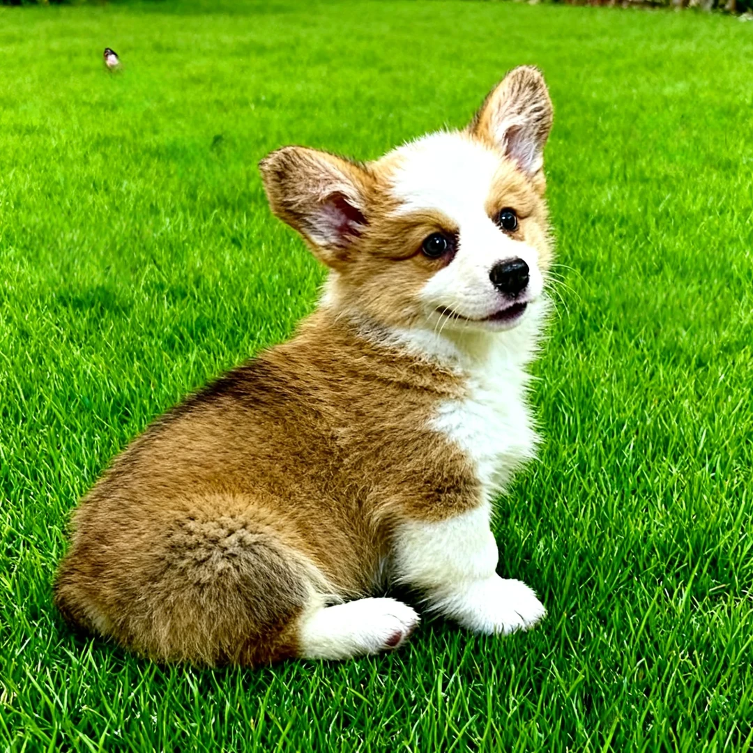 柯基幼犬家庭活物黄白花便宜黑白双色两色威尔士陪伴小狗狗狗可爱