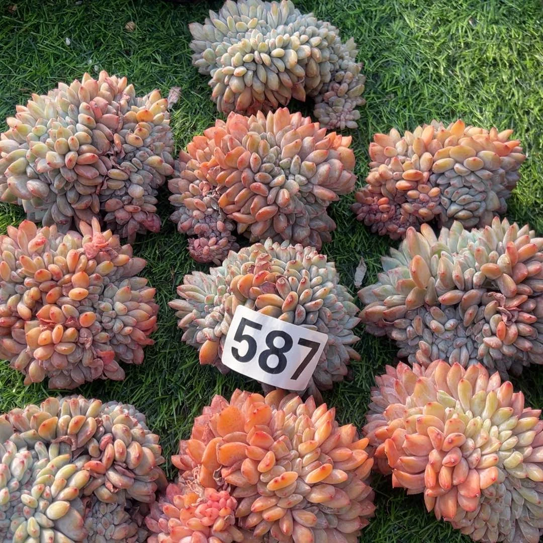 10颗350元587号1144111