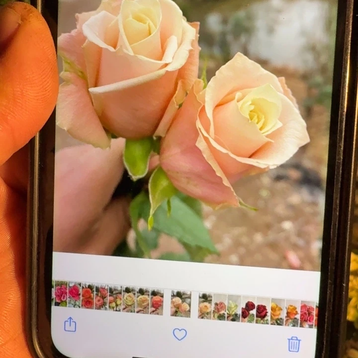 无花朵杏仁奶糖小苗