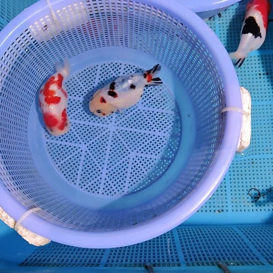 金鱼001兰寿两只特价顺丰包邮