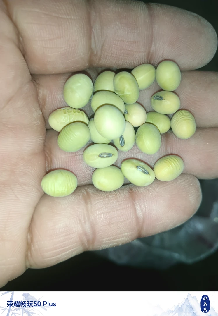 椭圆农家笨黄豆老品种非转基因绿大豆可发豆芽打豆浆做豆腐